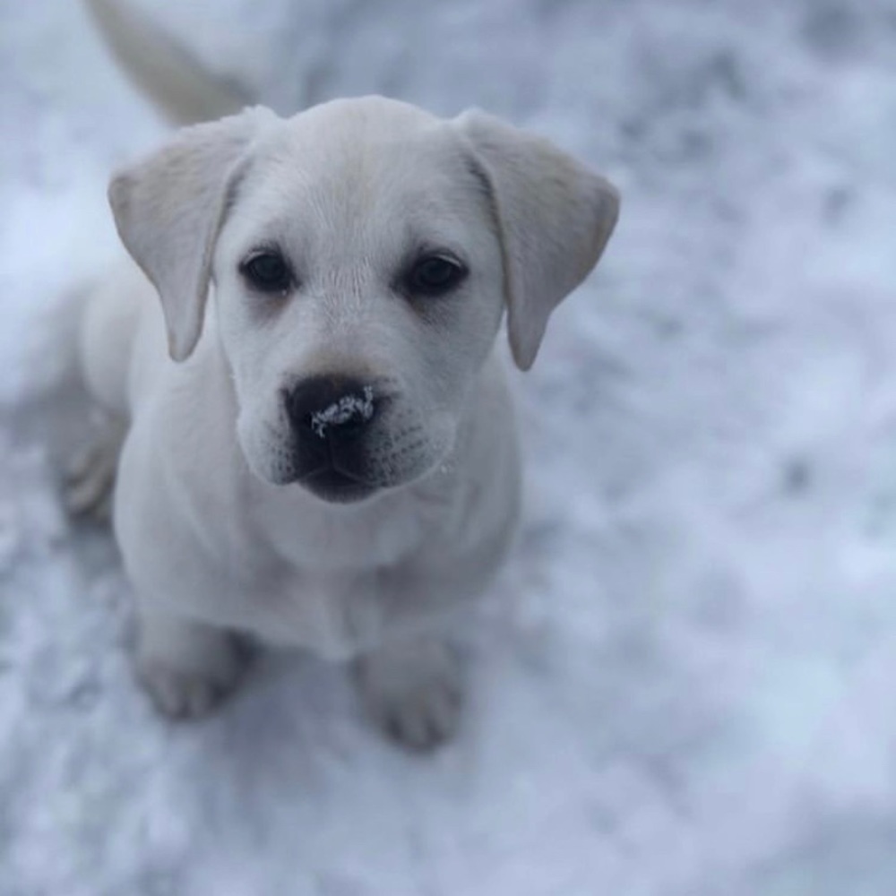 Meet your Posher, Baylee